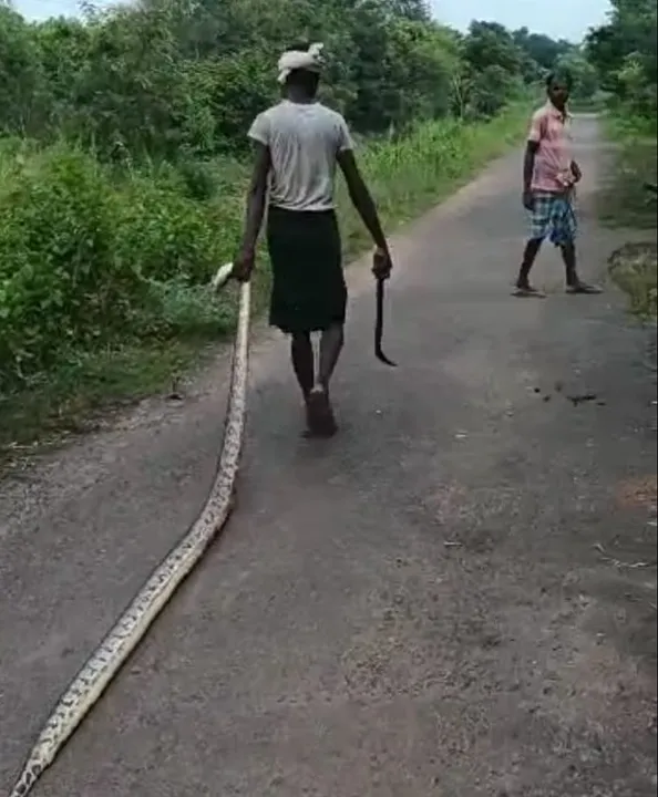  10-ft python beaten to death by villagers in Odisha, 4 held