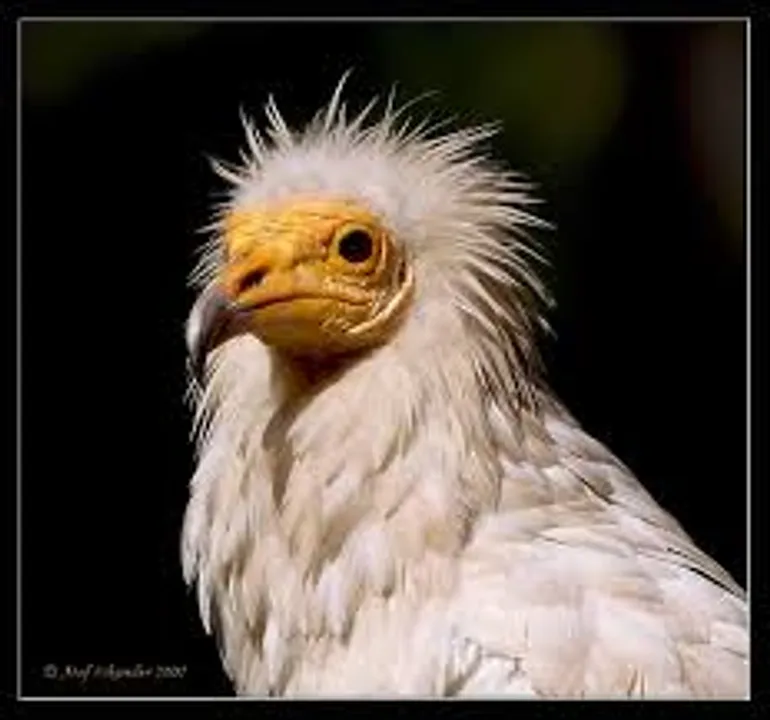  15 vulture species facing extinction set to get global protection