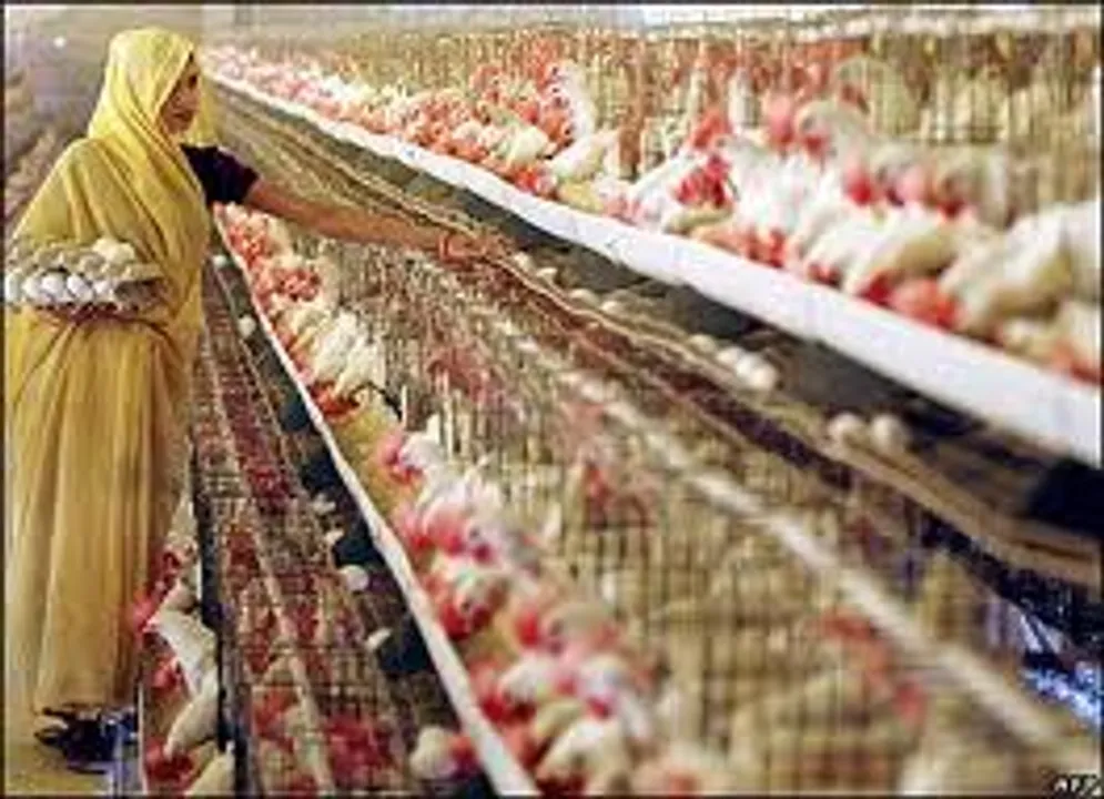  Antibiotic misuse in poultry leads to multi-drug resistant bacteria