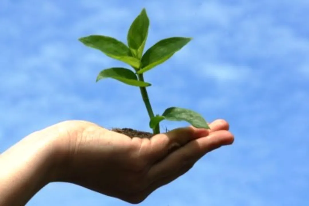  Odisha Ministers appeal people to gift sapling during New Year