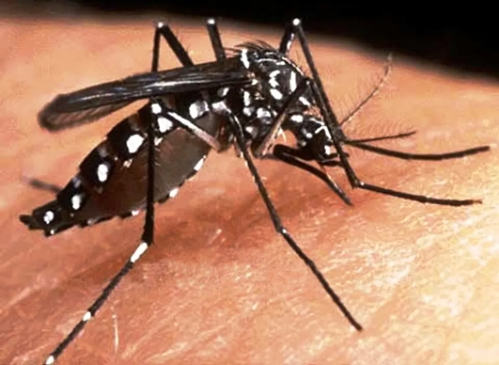  WHO launches global plan to fight against dengue, Aedes-borne arboviral diseases