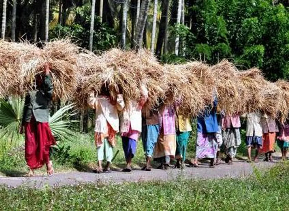  Crop loss due to unseasonal rain in Odisha: Affected farmers to be identified by Dec 30