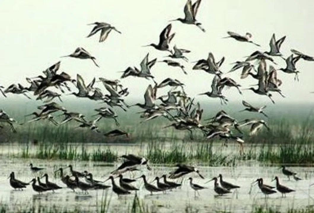  Odisha to organise ‘Chilika Bihanga Utsav’ Jan 6, giving delight to birders