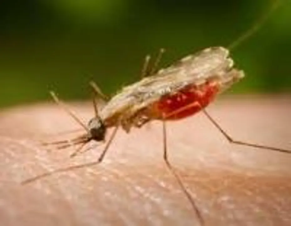  Malaria cases drop 24% in India, Odisha best performer: WHO