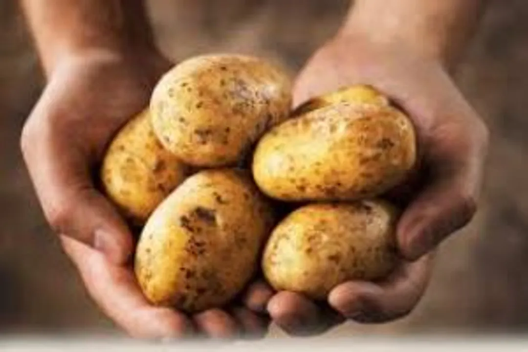  Potato Mission hasn’t failed says Odisha Min