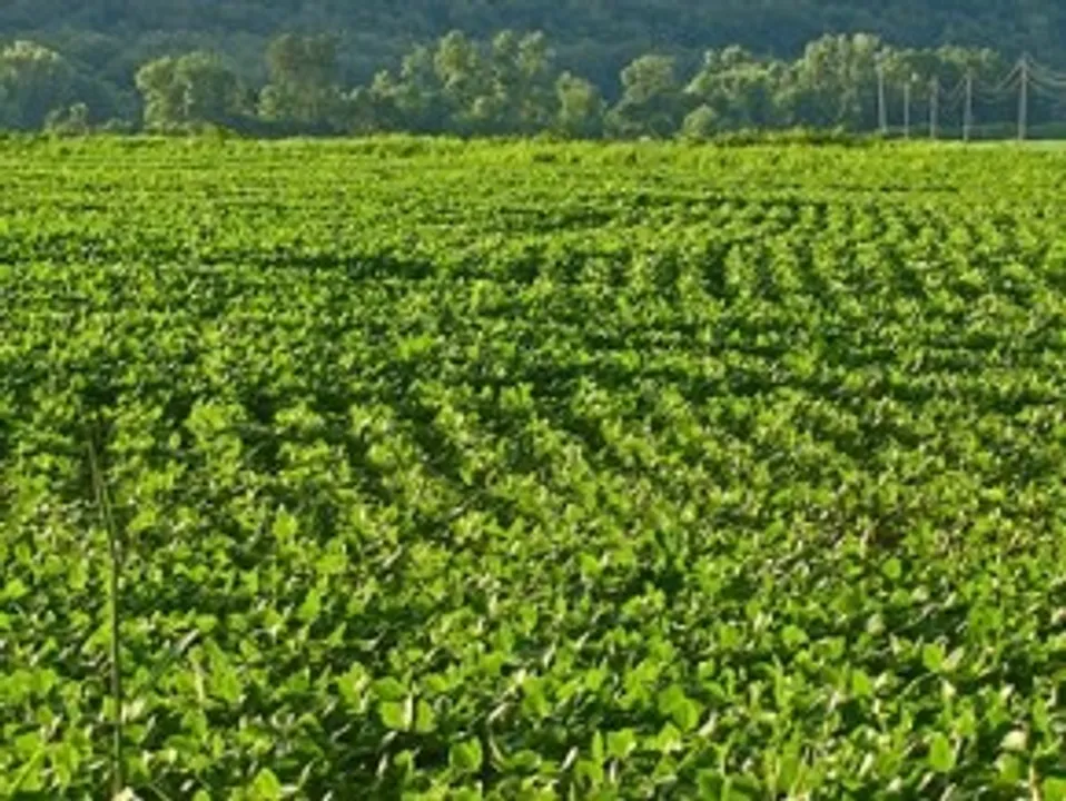  India's kharif foodgrain output projected at record 1,647 lakh tonnes for 2024-25