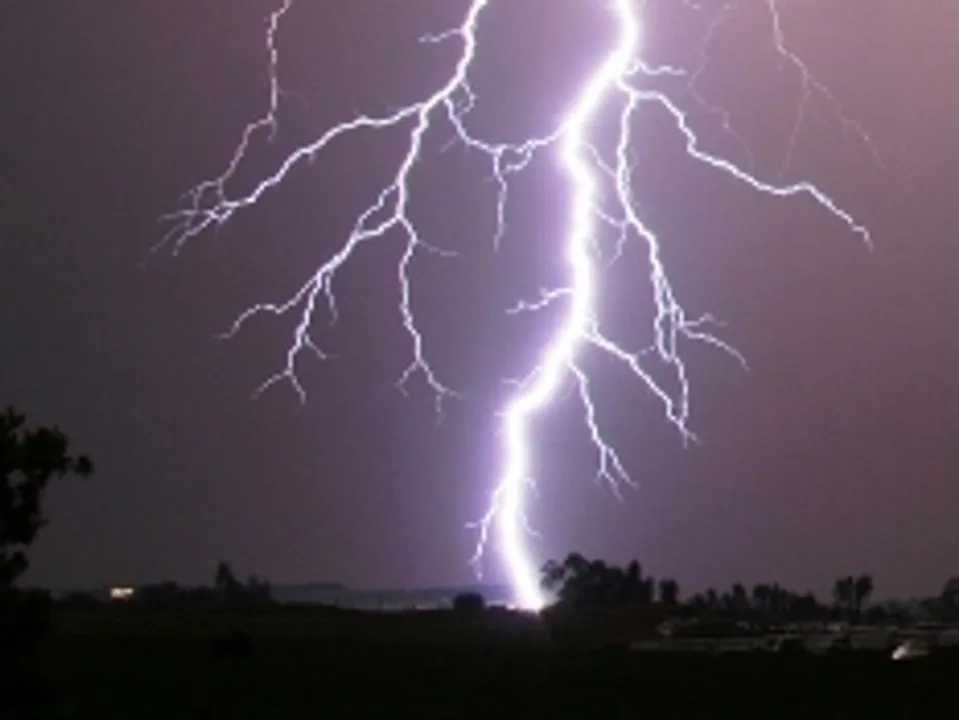  50 monkeys killed as lightning strikes tamarind tree in Odisha’s Balasore
