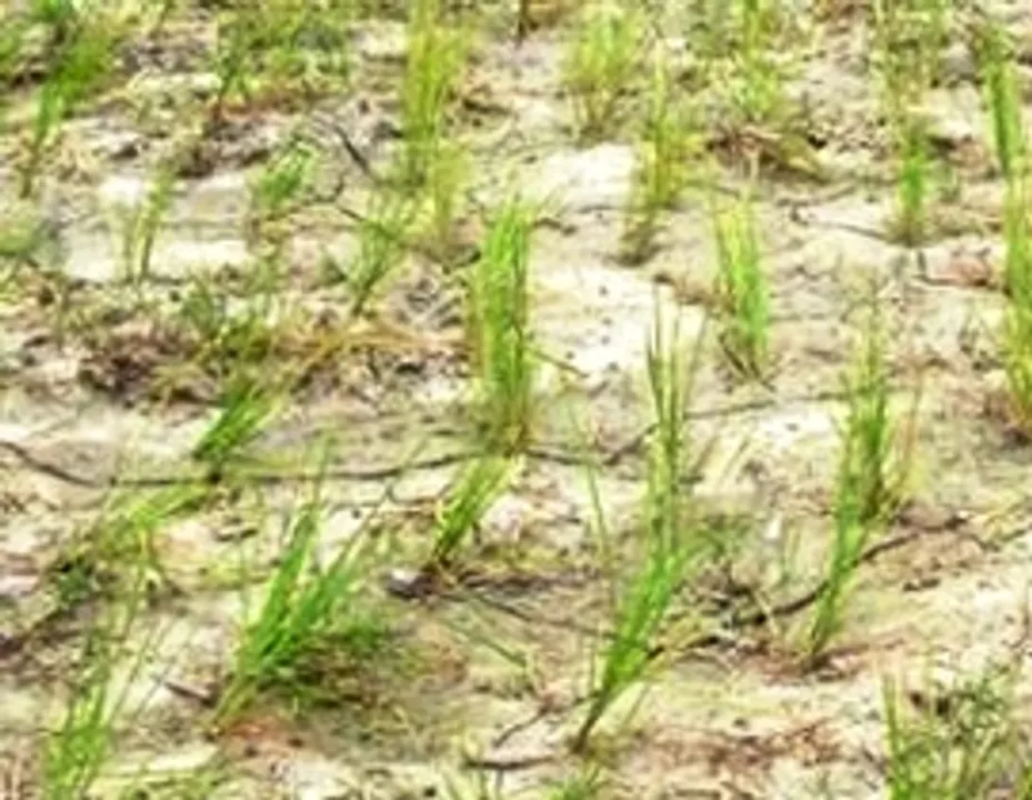  Odisha received 9 per cent deficit rainfall in July