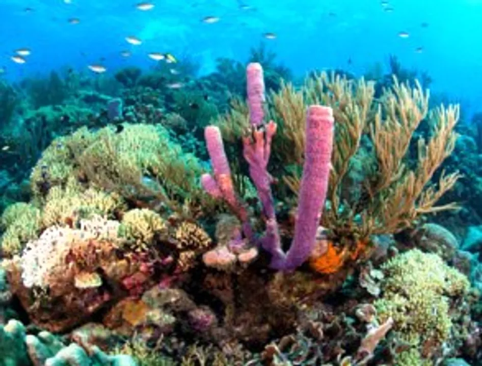  Impact of oil spills on marine life can be lessened with use of technology