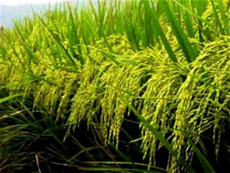  NUAKHAI: WESTERN ODISHA'S HOMAGE TO MOTHER EARTH