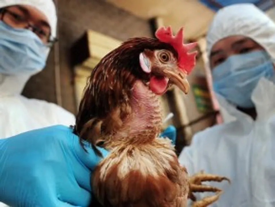 Odisha govt makes U-turn, says no human case of bird flu in state