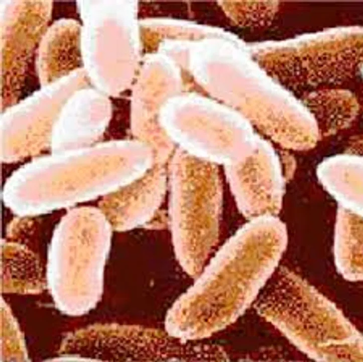  Anthrax claims two in Odisha’s Rayagada