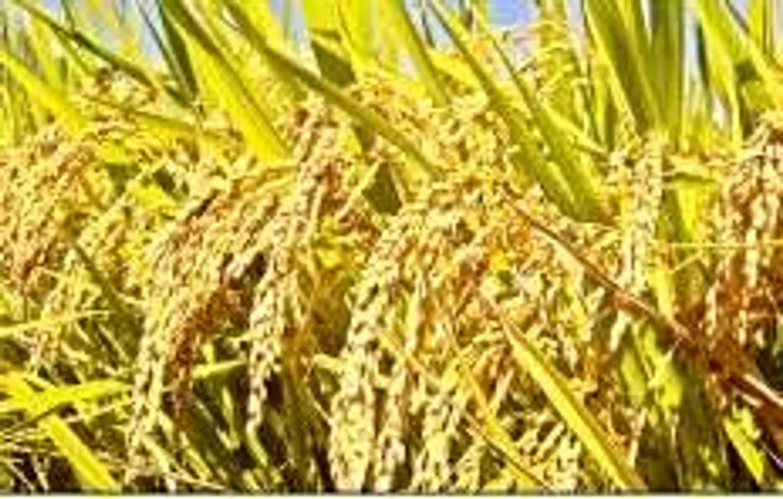  Govt hikes paddy MSP by Rs 53/qtl for 2020-21