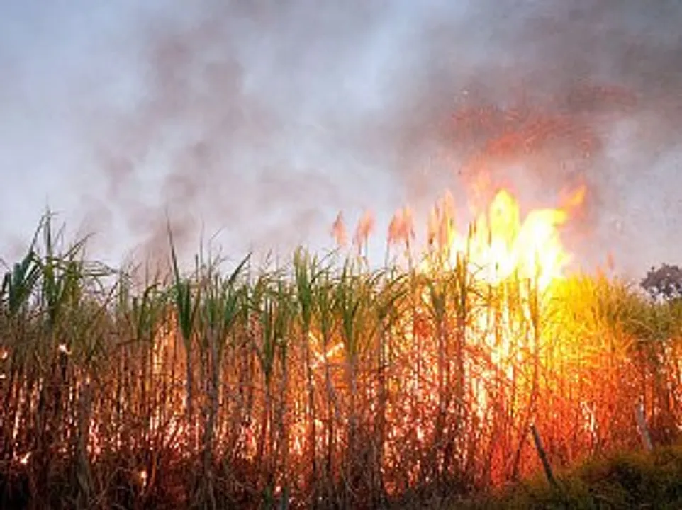  pic: biospectrumasia.com 