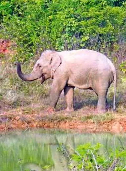  Elephant found dead in paddy field in Odisha's Keonjhar
