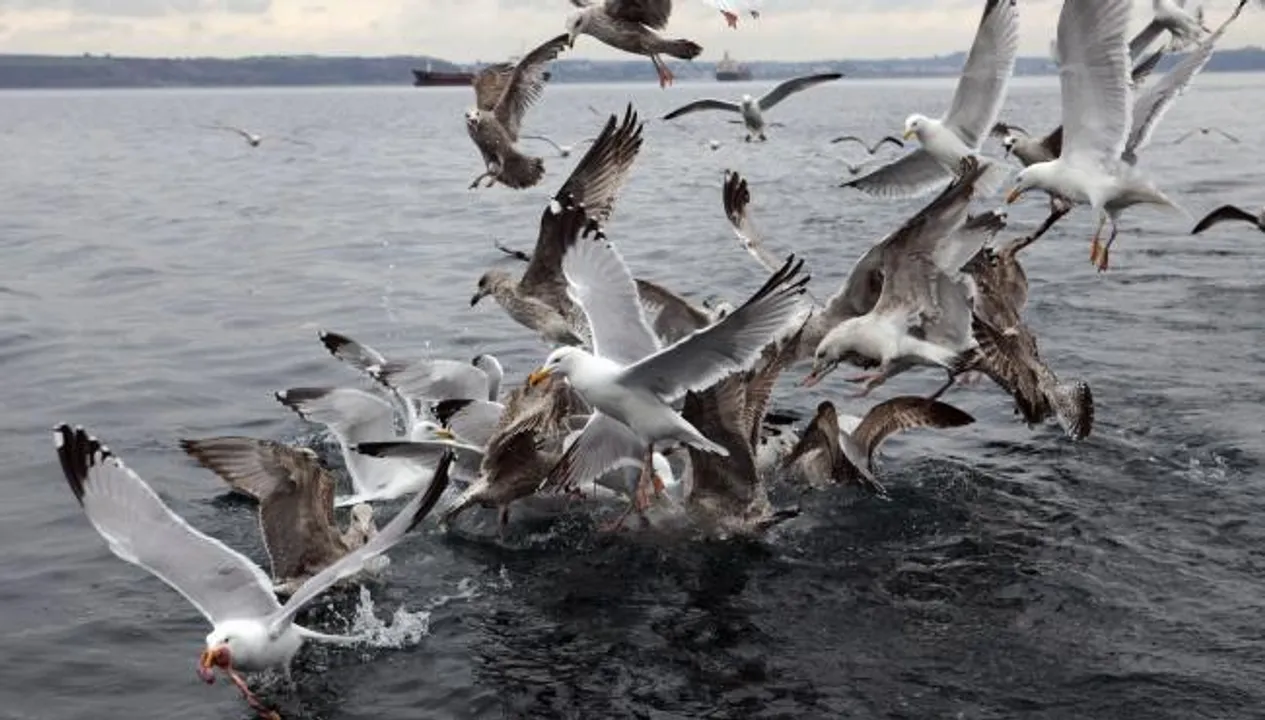  Odisha: Rise in winged guests at Chilika  
