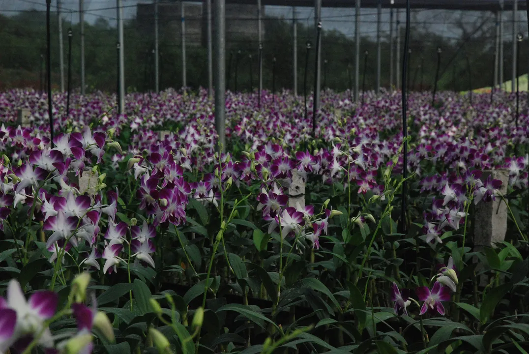  Huma: The Orchid Paradise of Odisha