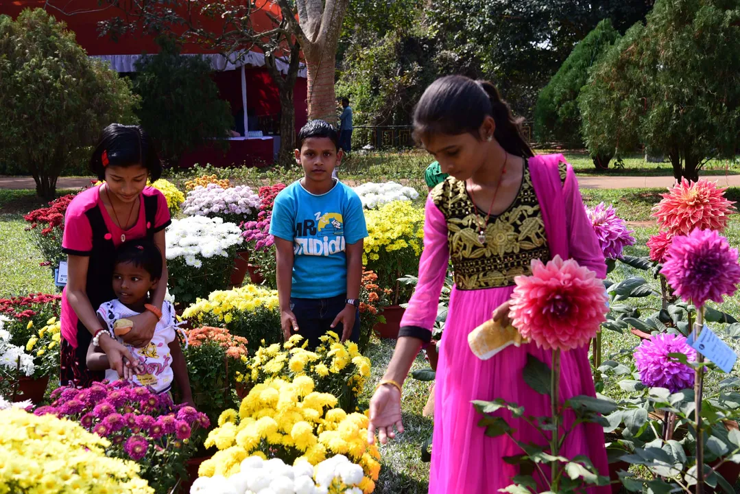  Odisha Govt asks Collectors to take up plantation drive in all schools on campaign mode