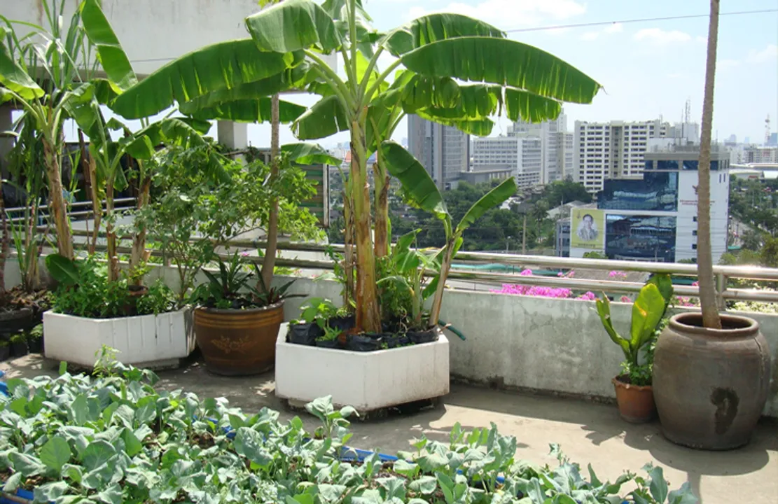  photo:ecoideaz.com 