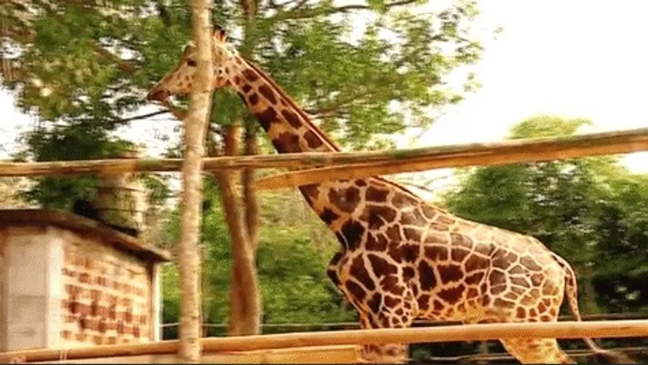  Odisha's Nandankanan Zoo welcomes pair of giraffes from West Bengal