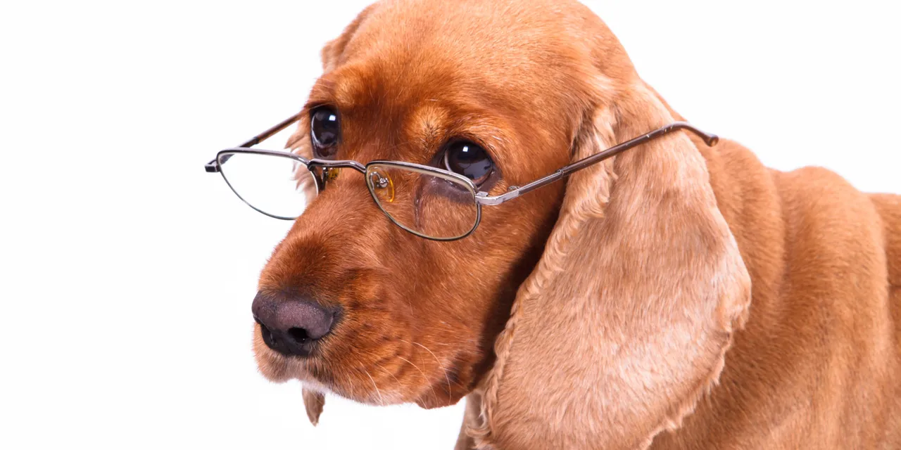  photo: www.petsworld 