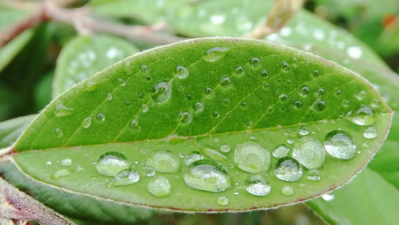  'Bionic' leaf that turns sunlight into liquid fuel