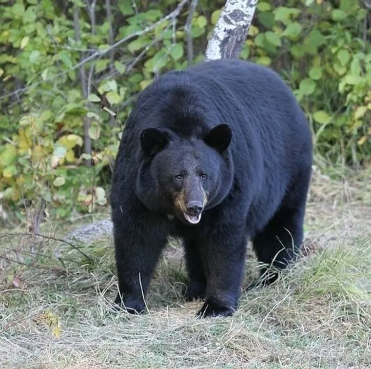  Forester critical as tranquiliser dart meant for bear hit official