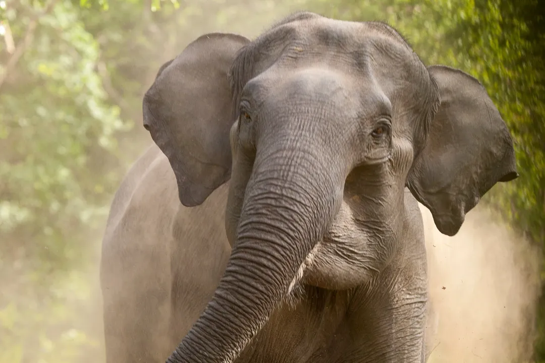  Shocking! Pregnant elephant 'shot' dead in Odisha