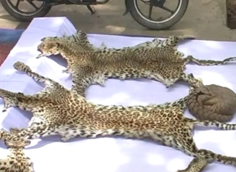  Four leopard skins seized in Odisha, six arrested