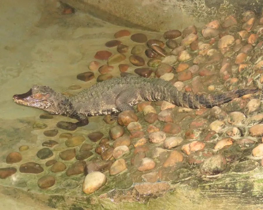  Five Caiman crocodiles arrive in Odisha's Nandankanan zoo