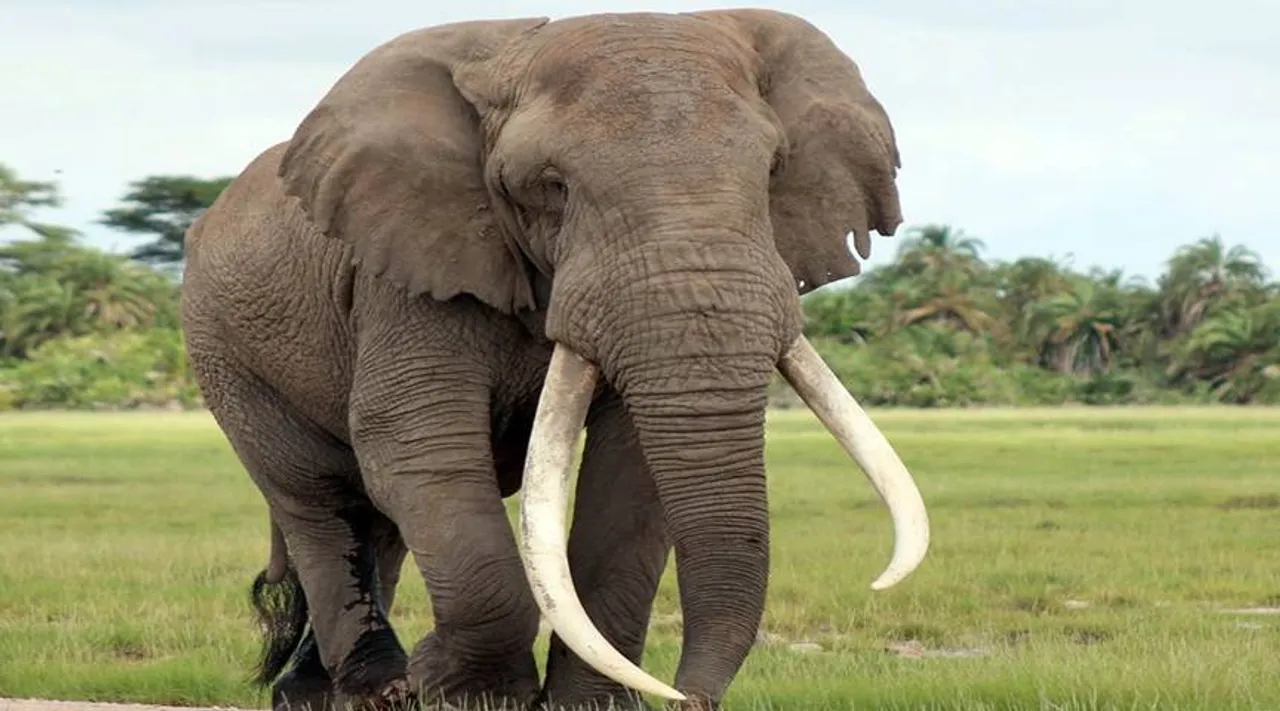  Minor girl among 3 critical in jumbo attack in Odisha