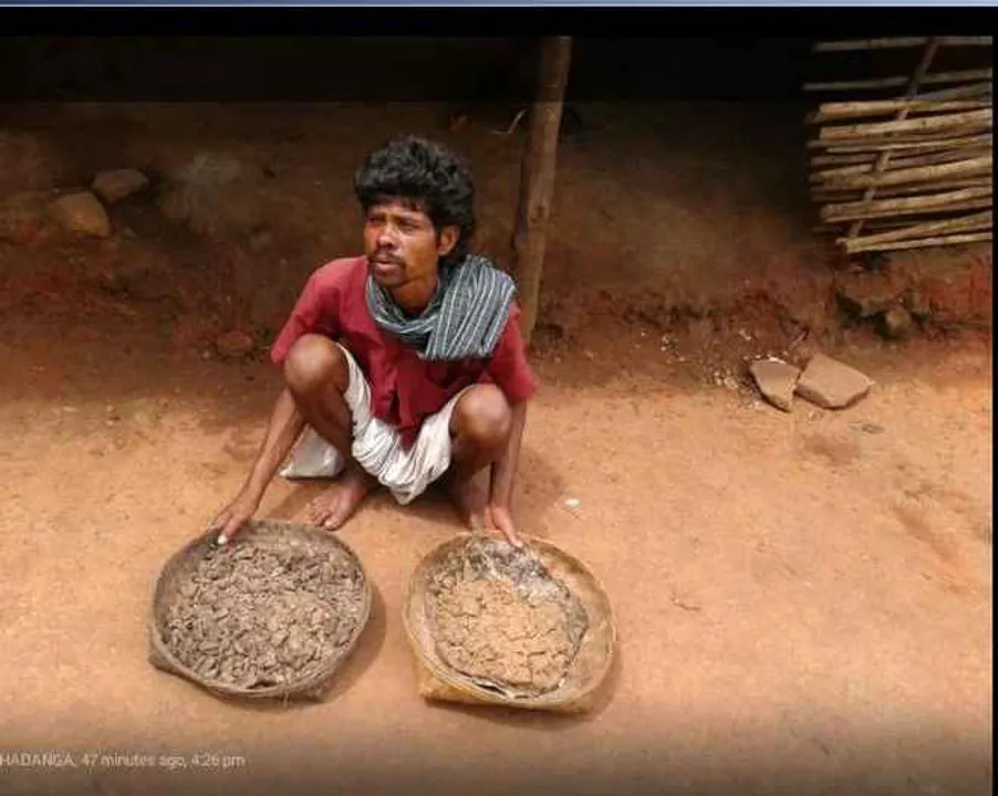  Odisha govt official says Sipijodi deaths not due to consumption of mango kernel gruel