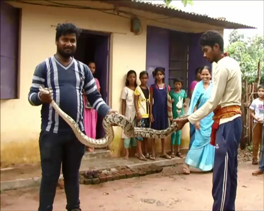  Nearly 8 feet Burmese python rescued in Odisha