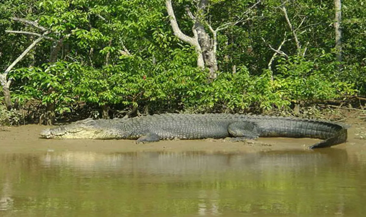  Crocodile population rises in Odisha's Bhitarkanika National Park