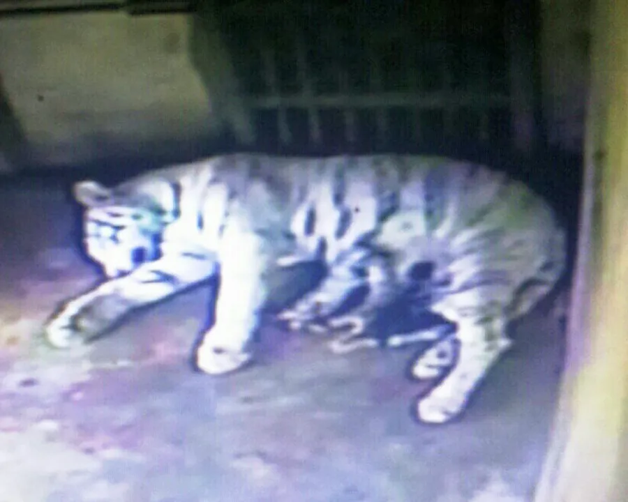 Tigress gives birth to three cubs at Nandankanan zoo in Odisha