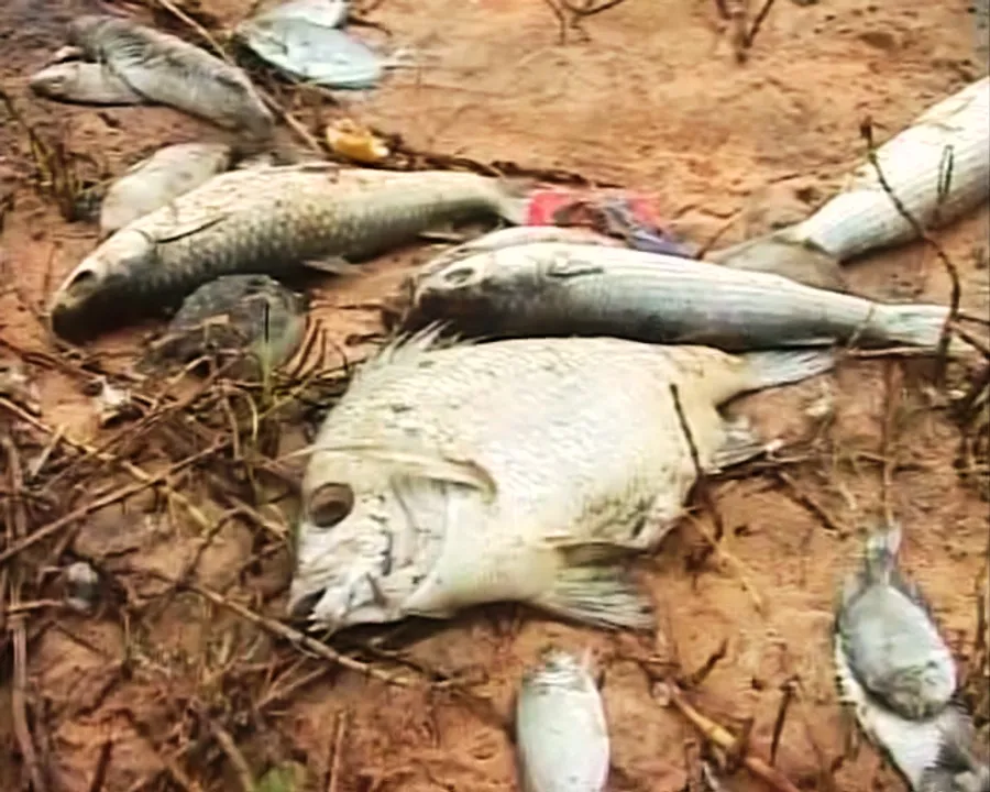  Fishermen perturbed as dead fish wash ashore Odisha’s Gopalpur coast