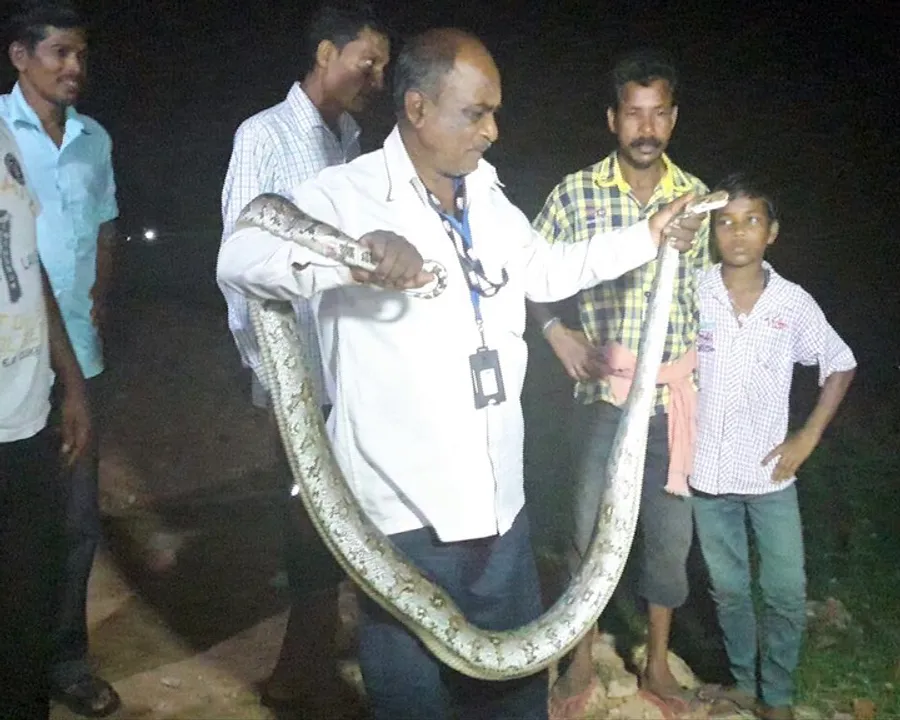  Eight-feet-long python rescued from park in Odisha capital