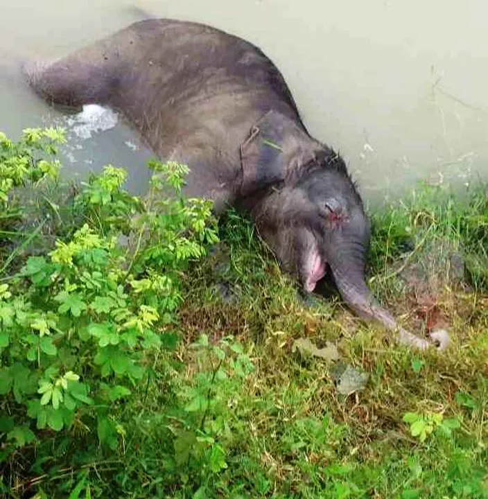  Carcass of elephant calf recovered from pond in Odisha's Dhenkanal