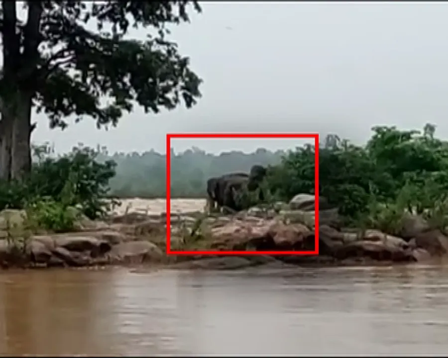  Forest officials launch operation to rescue stranded jumbo herd in Odisha