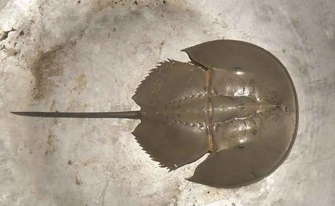  Horseshoe crabs may soon be a thing of past in Odisha’s Chilika lake