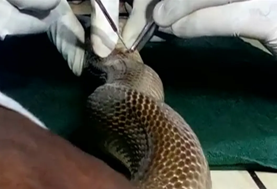  Cobra gulps fishing hooks in Odisha, goes under knife
