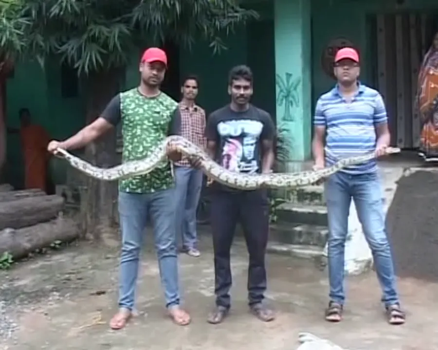  Nine-feet-long python rescued from Jeypore in Odisha