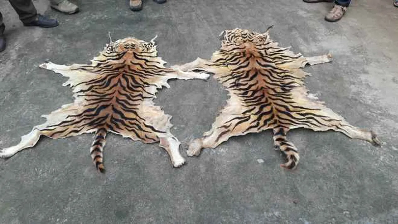  Two tiger skins seized in Odisha, one arrested