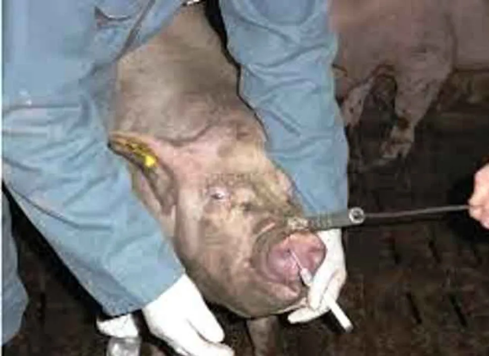  JE outbreak: Odisha govt appoints OSD to oversee work in Malkangiri