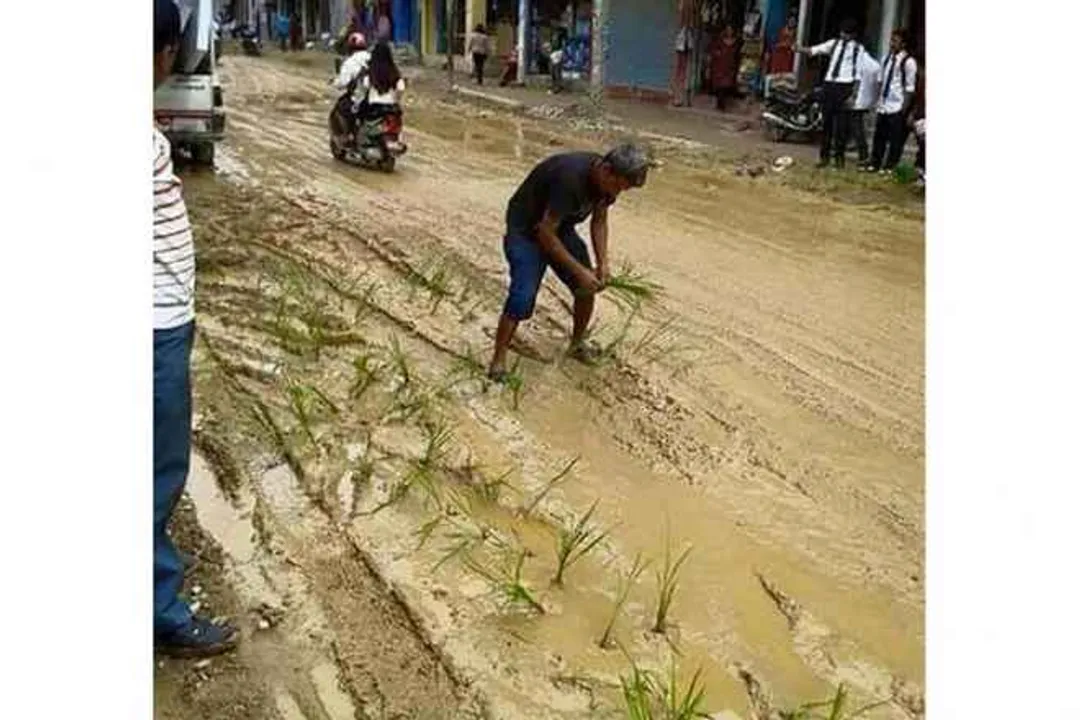  Odisha villagers plant paddy saplings on bad road in protest