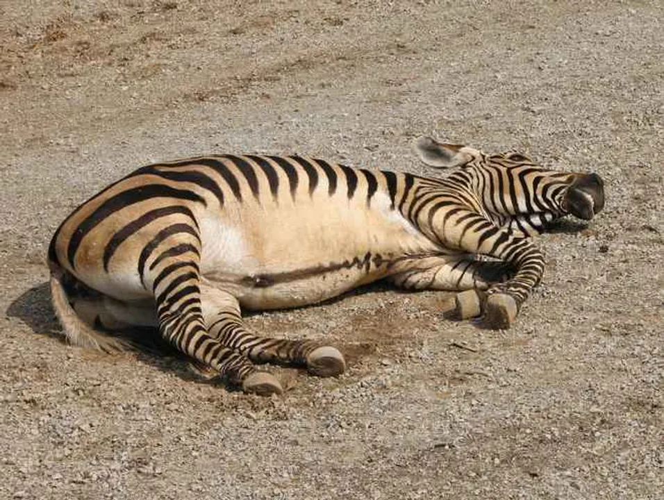  Female zebra dies in Odisha's Nandankanan zoo