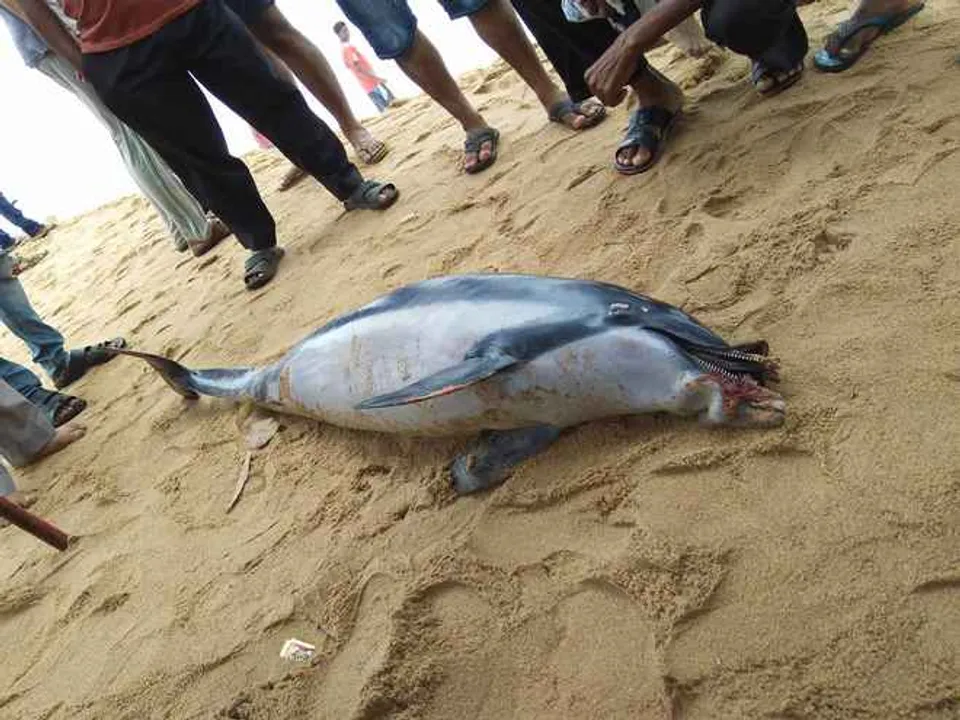  Carcass of bottlenose dolphin recovered from Puri sea beach in Odisha