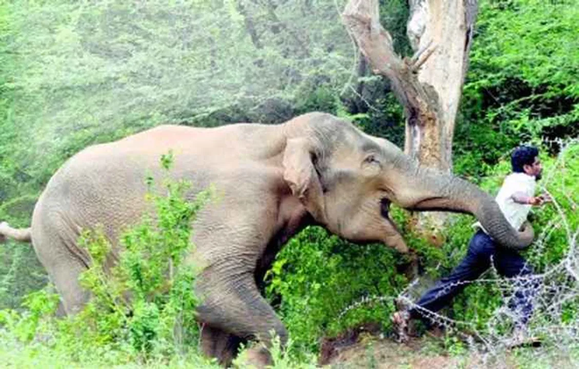  One killed in jumbo attack in Odisha's Jharsuguda
