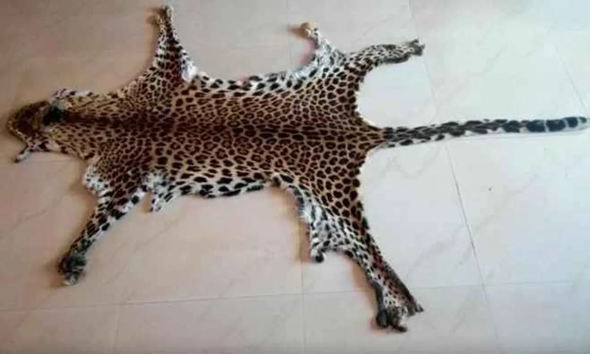  Leopard skin seized from Similipal in Odisha, 3 detained
