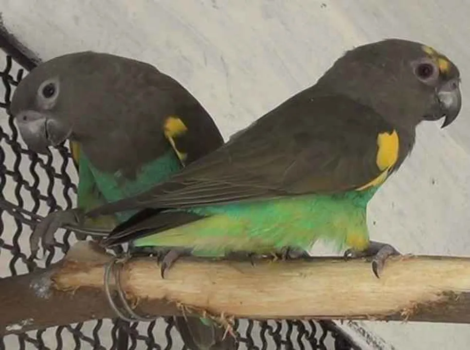  Odisha's Nandankanan zoo gets more winged members